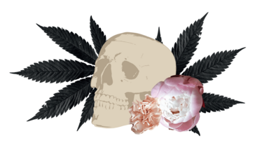 Skull set to background of cannabis leaf